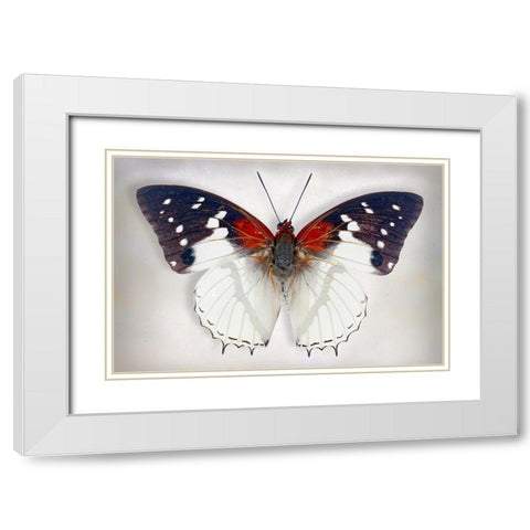 Hadrians White Charaxes White Modern Wood Framed Art Print with Double Matting by Reynolds, Richard