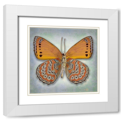 Harlequin Butterfly White Modern Wood Framed Art Print with Double Matting by Reynolds, Richard