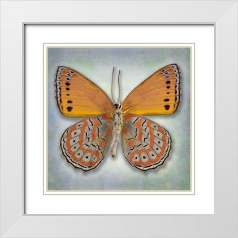 Harlequin Butterfly White Modern Wood Framed Art Print with Double Matting by Reynolds, Richard