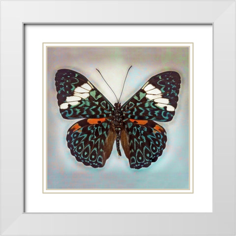 Cracker Butterfly White Modern Wood Framed Art Print with Double Matting by Reynolds, Richard