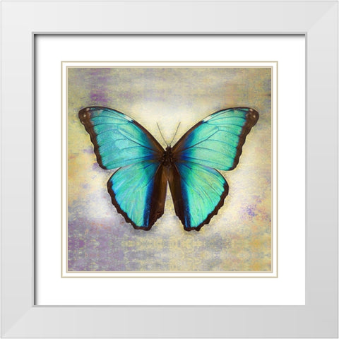 Deidamia Morpho 2 White Modern Wood Framed Art Print with Double Matting by Reynolds, Richard