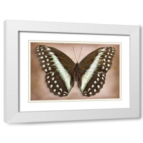 Cymothoe Oemilius White Modern Wood Framed Art Print with Double Matting by Reynolds, Richard
