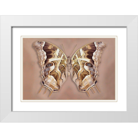 Charaxes Analava - Underside White Modern Wood Framed Art Print with Double Matting by Reynolds, Richard