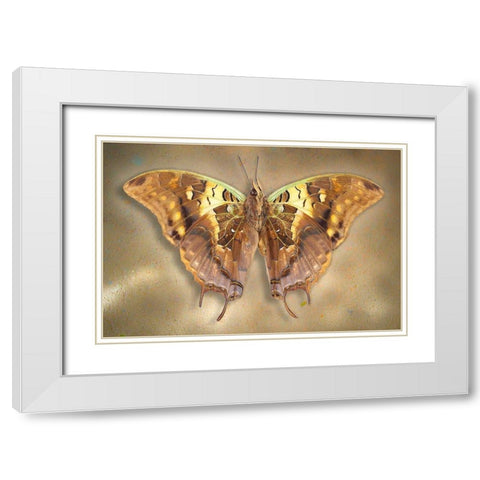 Madagascar Green Veined Charaxes White Modern Wood Framed Art Print with Double Matting by Reynolds, Richard