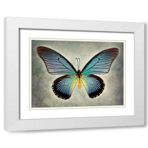 Great Blue Swallowtail White Modern Wood Framed Art Print with Double Matting by Reynolds, Richard