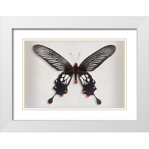 Common Clubtail White Modern Wood Framed Art Print with Double Matting by Reynolds, Richard