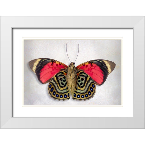 Claudina Agrias - Underside White Modern Wood Framed Art Print with Double Matting by Reynolds, Richard