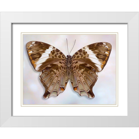 Prothoe Semperi Semperi White Modern Wood Framed Art Print with Double Matting by Reynolds, Richard