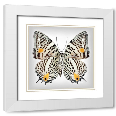 Clown Butterfly - Underside White Modern Wood Framed Art Print with Double Matting by Reynolds, Richard