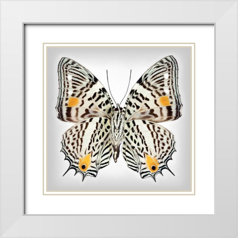 Clown Butterfly - Underside White Modern Wood Framed Art Print with Double Matting by Reynolds, Richard