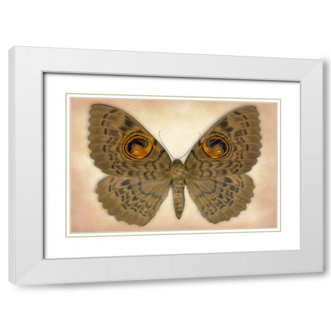 Owlet Moth White Modern Wood Framed Art Print with Double Matting by Reynolds, Richard