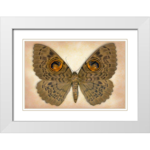 Owlet Moth White Modern Wood Framed Art Print with Double Matting by Reynolds, Richard