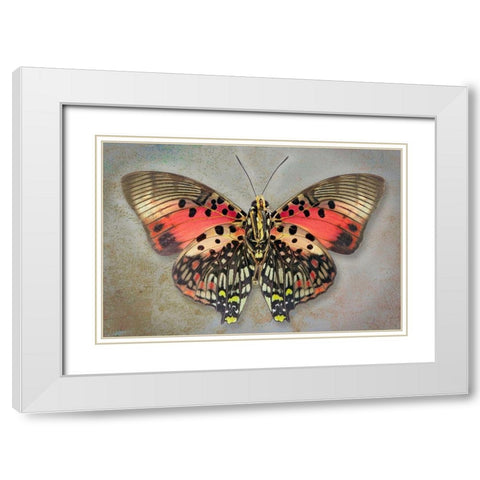 Shining Red Charaxes White Modern Wood Framed Art Print with Double Matting by Reynolds, Richard
