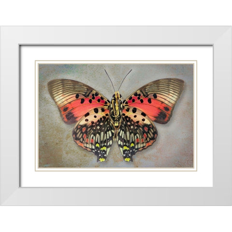 Shining Red Charaxes White Modern Wood Framed Art Print with Double Matting by Reynolds, Richard