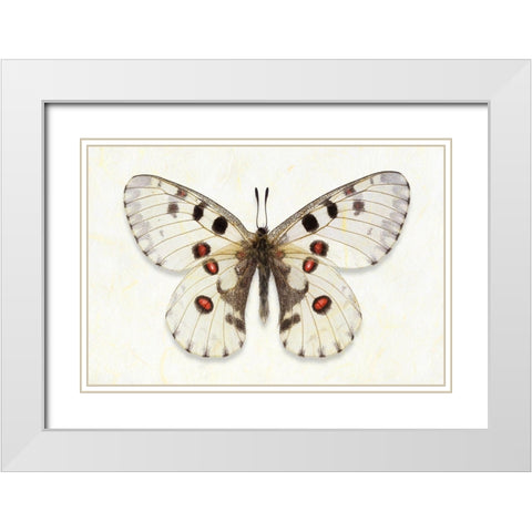 Nomion Apollo White Modern Wood Framed Art Print with Double Matting by Reynolds, Richard