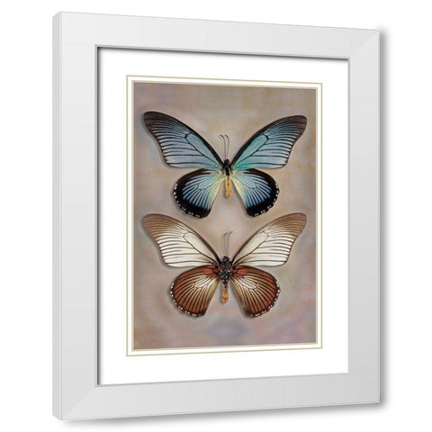 Great Blue Swallowtail Top - Underside White Modern Wood Framed Art Print with Double Matting by Reynolds, Richard