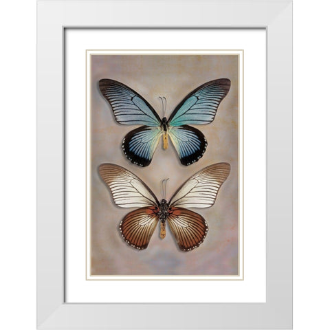 Great Blue Swallowtail Top - Underside White Modern Wood Framed Art Print with Double Matting by Reynolds, Richard
