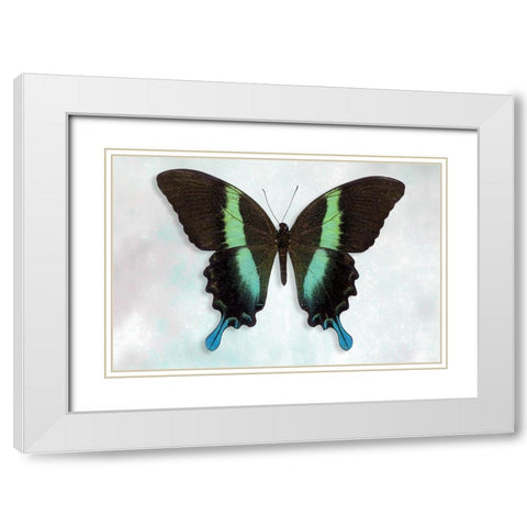 Green Swallowtail White Modern Wood Framed Art Print with Double Matting by Reynolds, Richard