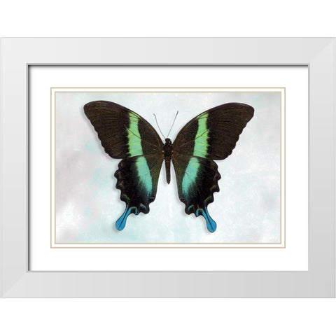 Green Swallowtail White Modern Wood Framed Art Print with Double Matting by Reynolds, Richard