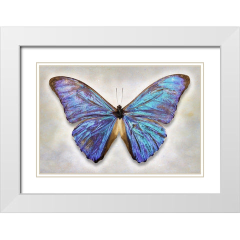 Aurora Morpho White Modern Wood Framed Art Print with Double Matting by Reynolds, Richard