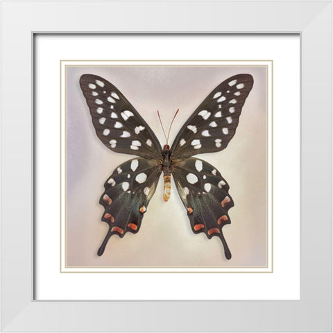 Madagascan Swallowtail White Modern Wood Framed Art Print with Double Matting by Reynolds, Richard