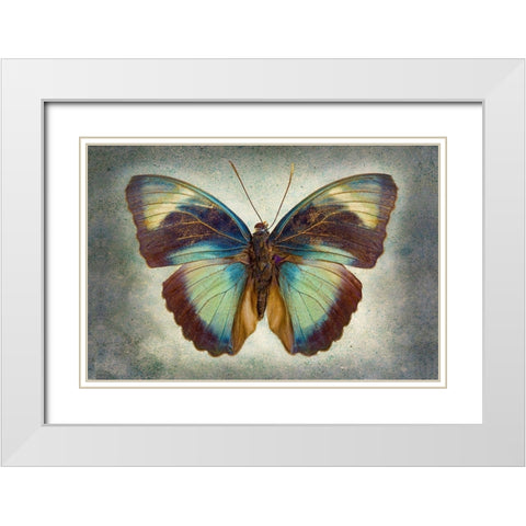 Brown Patch Ceres Forester White Modern Wood Framed Art Print with Double Matting by Reynolds, Richard