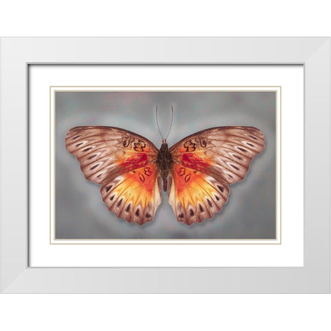 Common Red Glider White Modern Wood Framed Art Print with Double Matting by Reynolds, Richard