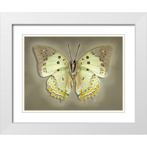 Jewelled Nawab White Modern Wood Framed Art Print with Double Matting by Reynolds, Richard