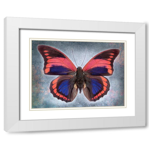 Prepona Praeneste Confusa White Modern Wood Framed Art Print with Double Matting by Reynolds, Richard
