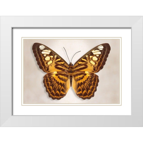 Clipper Butterfly White Modern Wood Framed Art Print with Double Matting by Reynolds, Richard