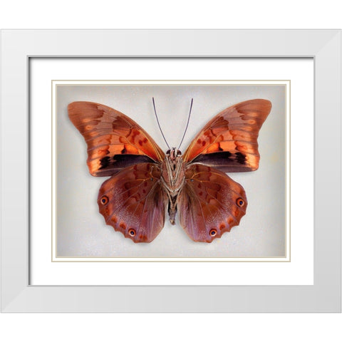 Prepona Praeneste Confusa - Underside White Modern Wood Framed Art Print with Double Matting by Reynolds, Richard