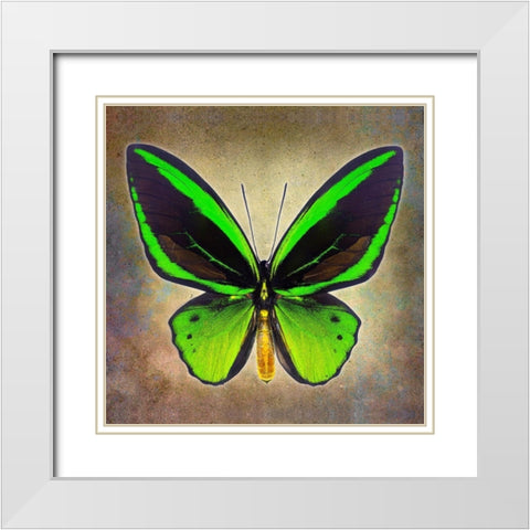 Common Green Birdwing White Modern Wood Framed Art Print with Double Matting by Reynolds, Richard