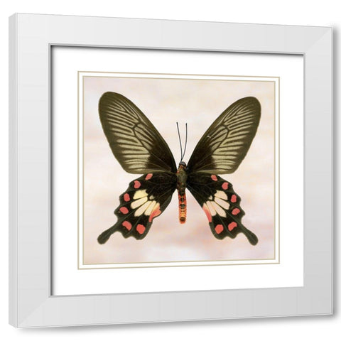 Rose Common White Modern Wood Framed Art Print with Double Matting by Reynolds, Richard