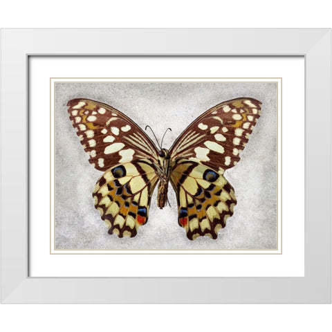 Checkered Swallowtail White Modern Wood Framed Art Print with Double Matting by Reynolds, Richard