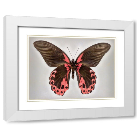 Red Mormon White Modern Wood Framed Art Print with Double Matting by Reynolds, Richard