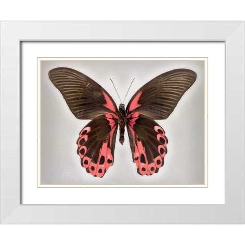 Red Mormon White Modern Wood Framed Art Print with Double Matting by Reynolds, Richard