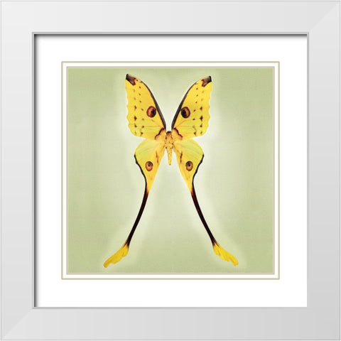 Comet Moth White Modern Wood Framed Art Print with Double Matting by Reynolds, Richard