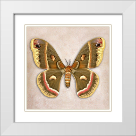 Cecropia Moth White Modern Wood Framed Art Print with Double Matting by Reynolds, Richard