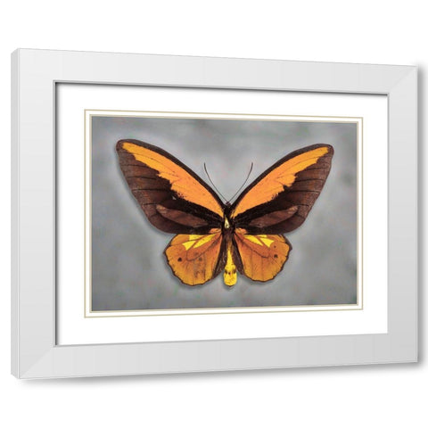 Wallaces Golden Birdwing White Modern Wood Framed Art Print with Double Matting by Reynolds, Richard