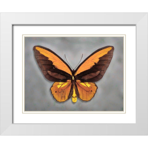Wallaces Golden Birdwing White Modern Wood Framed Art Print with Double Matting by Reynolds, Richard