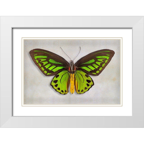 Priams Birdwing White Modern Wood Framed Art Print with Double Matting by Reynolds, Richard