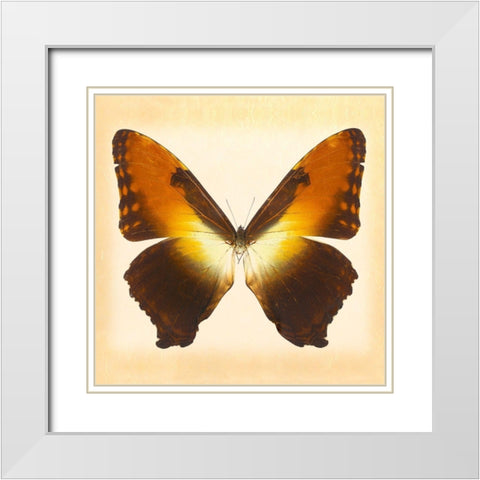 Sunset Morpho White Modern Wood Framed Art Print with Double Matting by Reynolds, Richard