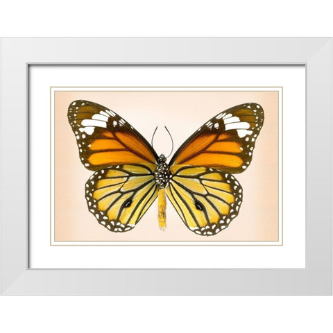 Tiger Common White Modern Wood Framed Art Print with Double Matting by Reynolds, Richard