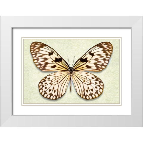 Rice Paper Butterfly White Modern Wood Framed Art Print with Double Matting by Reynolds, Richard