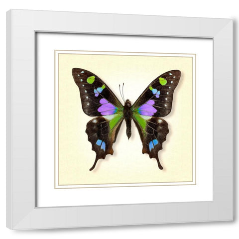 Purple Spotted Swallowtail White Modern Wood Framed Art Print with Double Matting by Reynolds, Richard