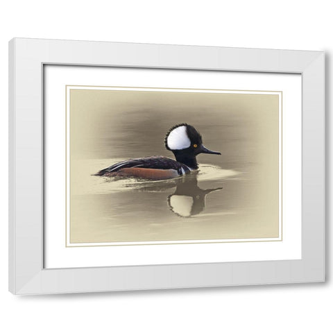 Hooded Merganser White Modern Wood Framed Art Print with Double Matting by Brown, Jim