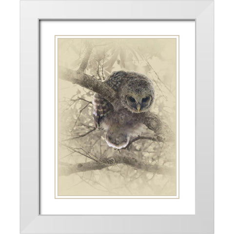 Barred Owlet White Modern Wood Framed Art Print with Double Matting by Brown, Jim