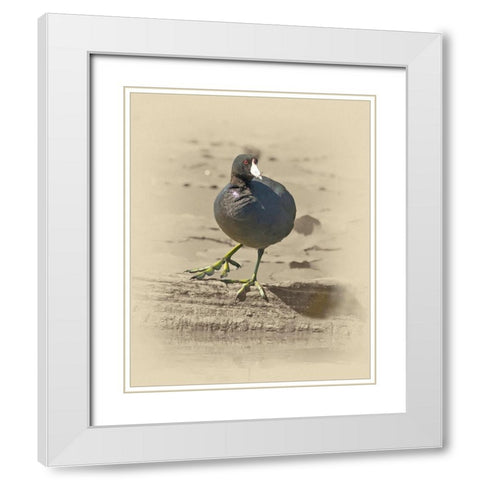 American Coot White Modern Wood Framed Art Print with Double Matting by Brown, Jim