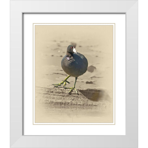 American Coot White Modern Wood Framed Art Print with Double Matting by Brown, Jim