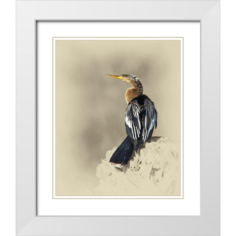 Anhinga White Modern Wood Framed Art Print with Double Matting by Brown, Jim